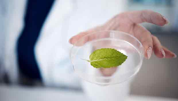 hand holiding petri dish with leaf